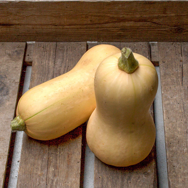 Flespompoen - Betternut 401 F1