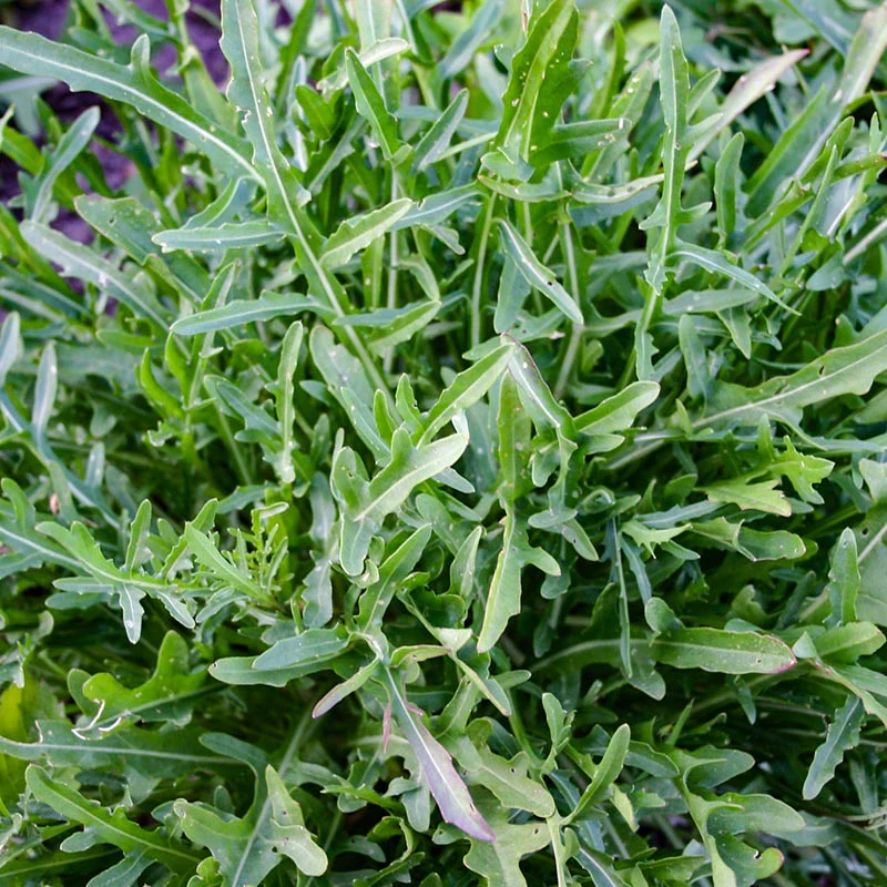 Rucola - Selvatica