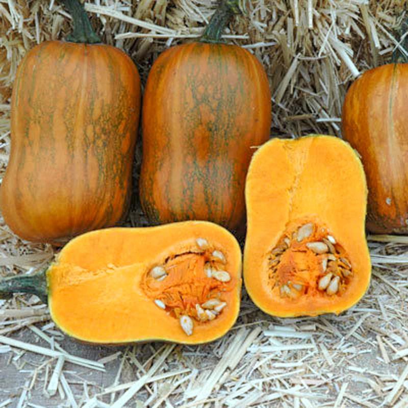 Flespompoen - Honeynut