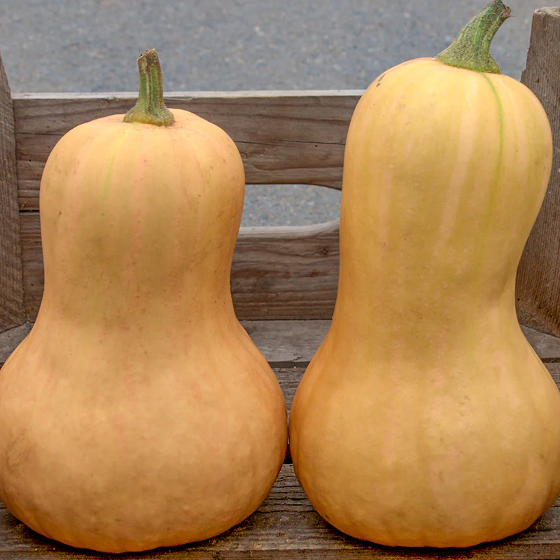Flespompoen - Waltham Butternut