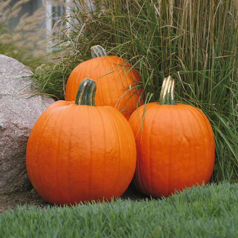 Halloweenpompoen - Eagle City Gold F1 - PMR