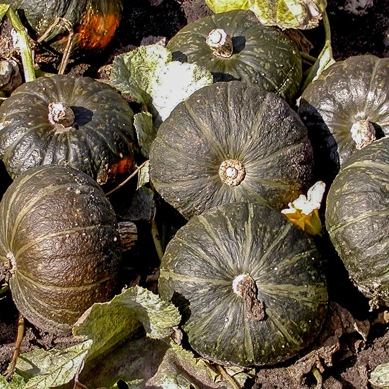 Miniatuur 1