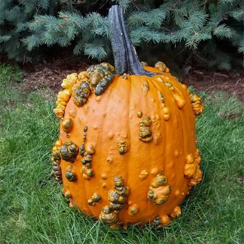 Halloweenpompoen - Scarface F1