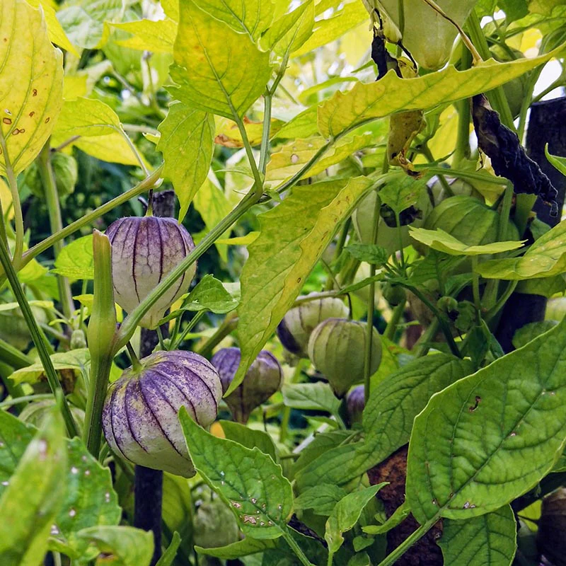 Tomatillo Purple