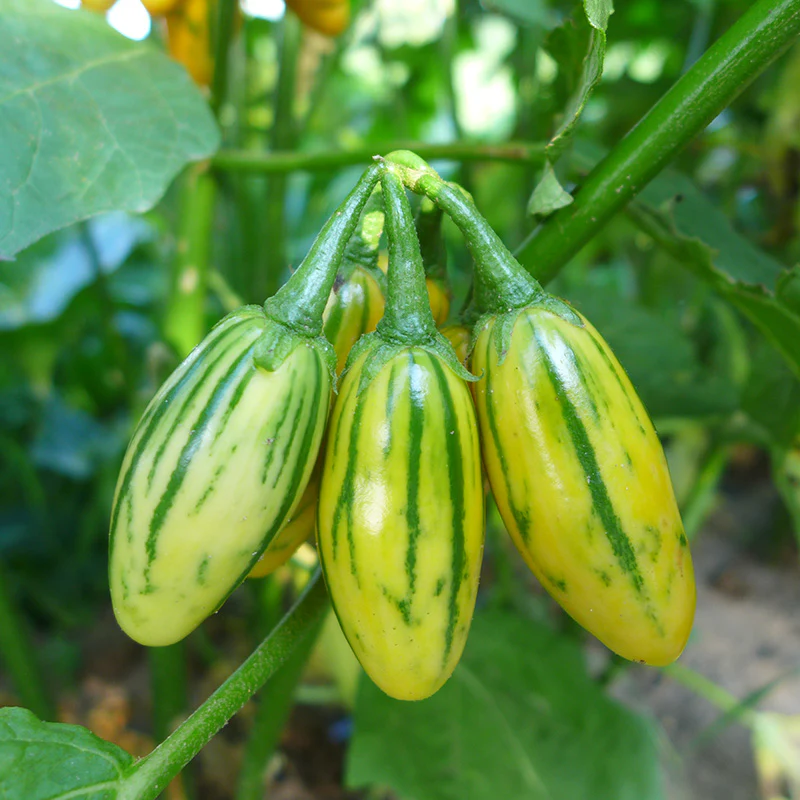 Miniatuur 2
