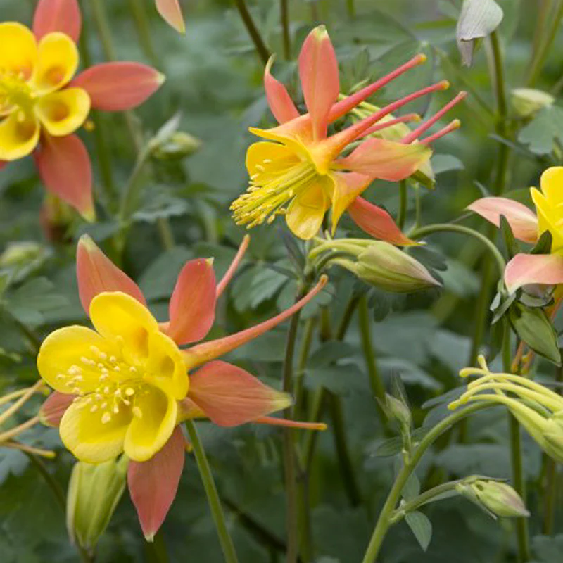Miniatuur 1