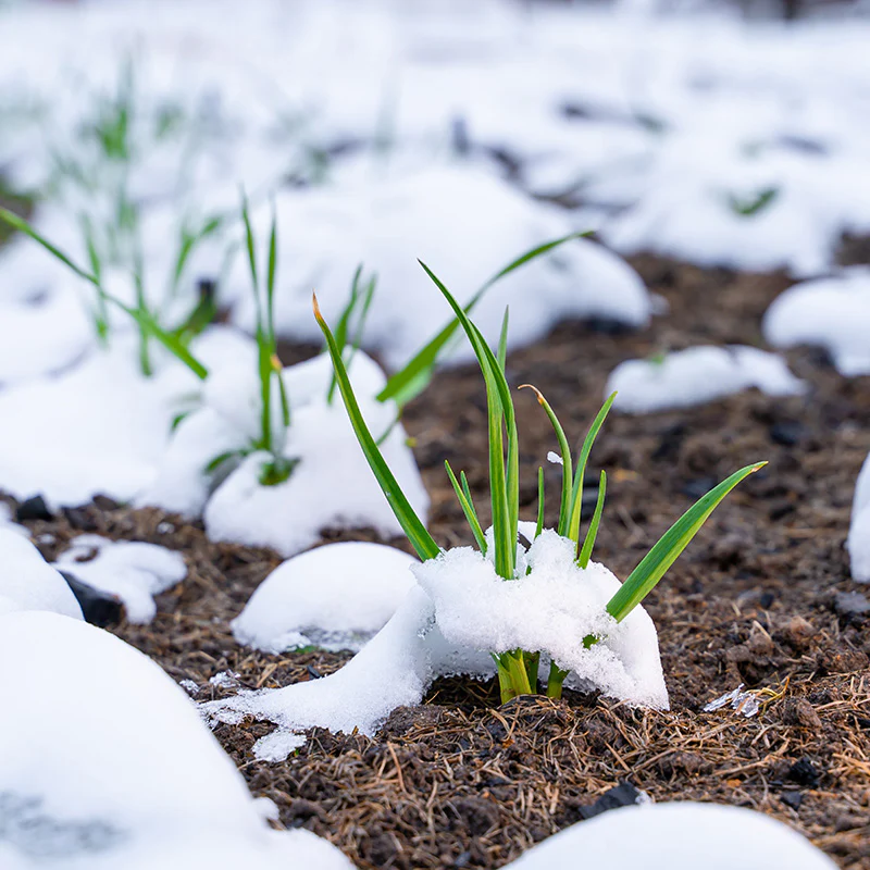 Winterknoflook - Messidrome / Germidour - Image 2