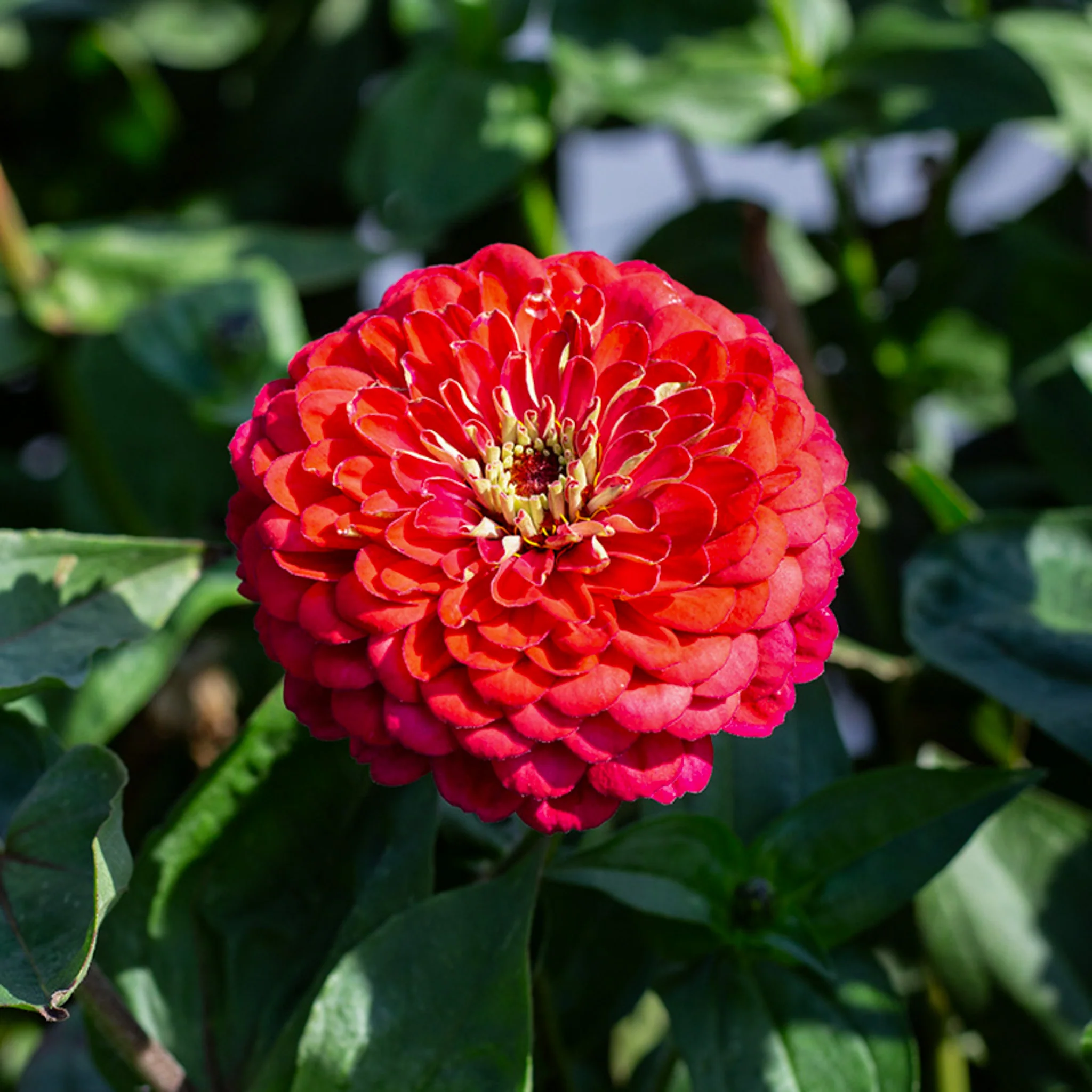 Zinnia - Benary’s Giant Carmin
