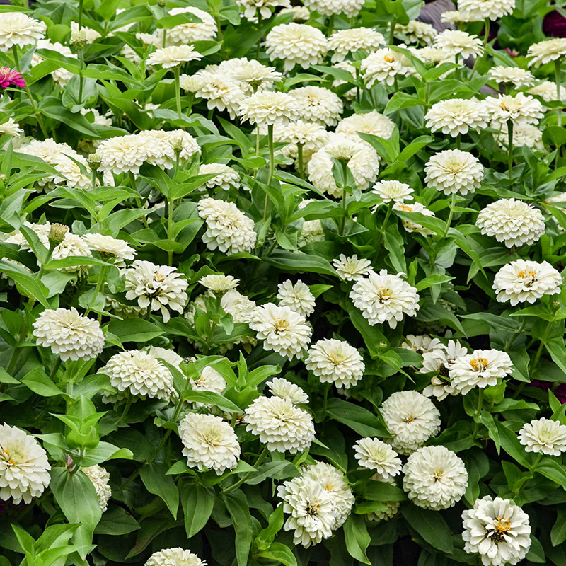 Zinnia - Zestyâ„¢ White