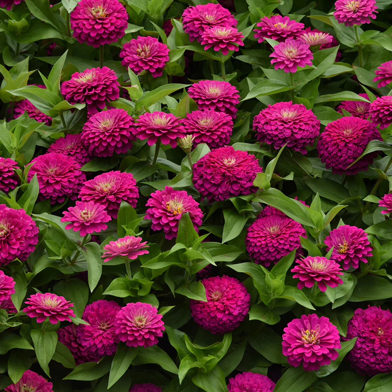 Zinnia - Zestyâ„¢ Fuchsia