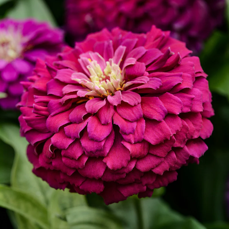 Zinnia - Zestyâ„¢ Purple