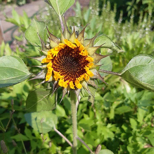 Zonnebloem - Sun-Fill Green F1 - Image 3